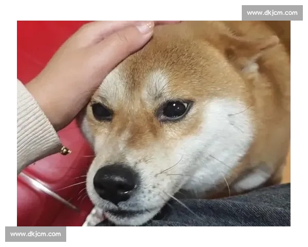 狗头上赛场风云再起 一场狗狗们的速度与智慧对决